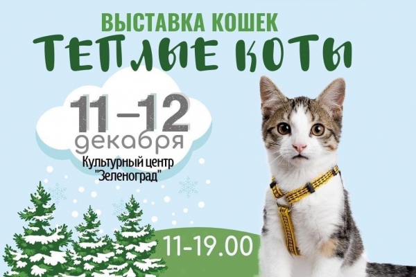 &quot;Тёплые коты&quot;: выставка-пристройство кошек в КЦ &quot;Зеленоград&quot;