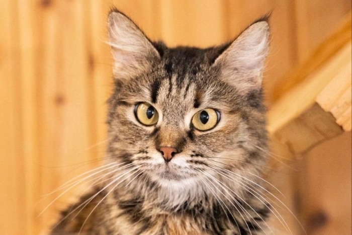 Ванесса ( 1470з-25к)