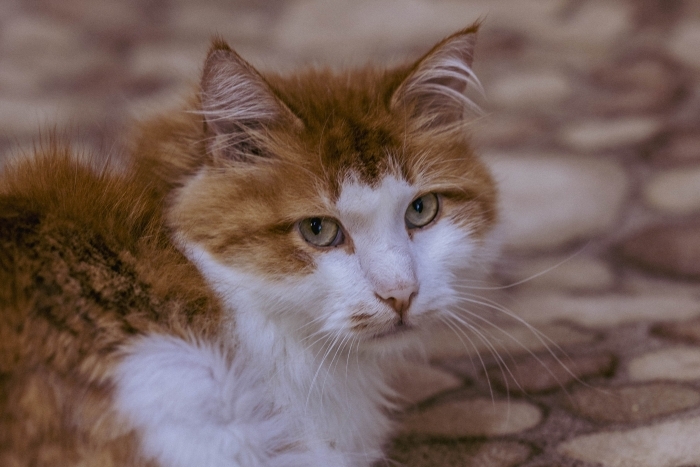 Аргон (1207з-24)