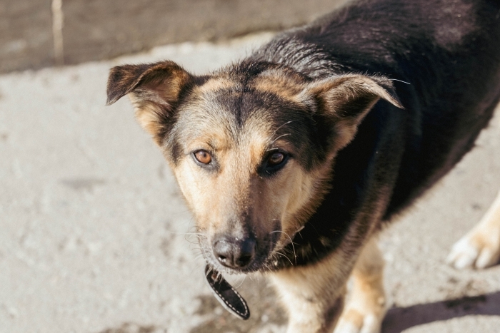 Гоша (2181з-25)