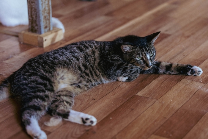 Анис (1219з-24)