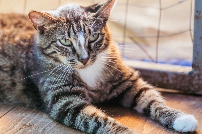 Анис (1219з-24)