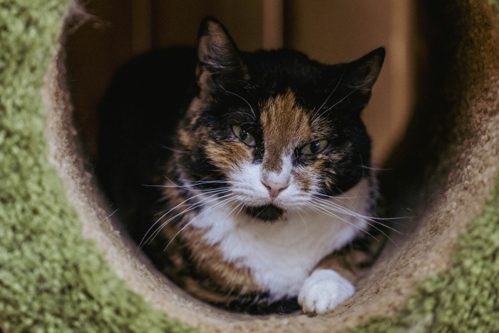 Айва (1216з-24)