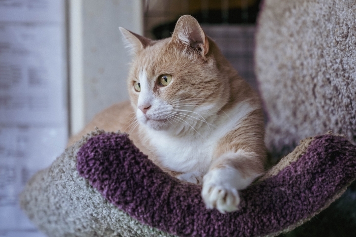 Сантос (1298з-24к)