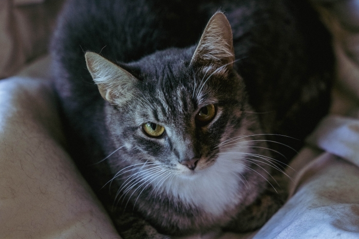 Дарий (1228з-24к)