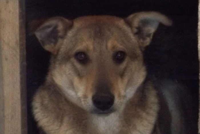 Адель (807з-16)