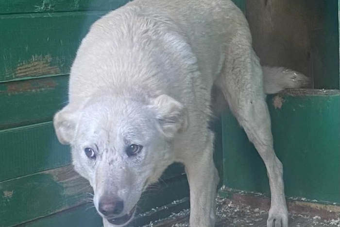 Афина (1771-25)