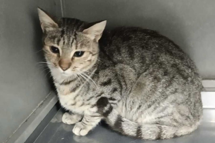 Аманда (1573-25к)