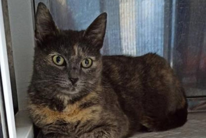 Астарта (1655з-26к)