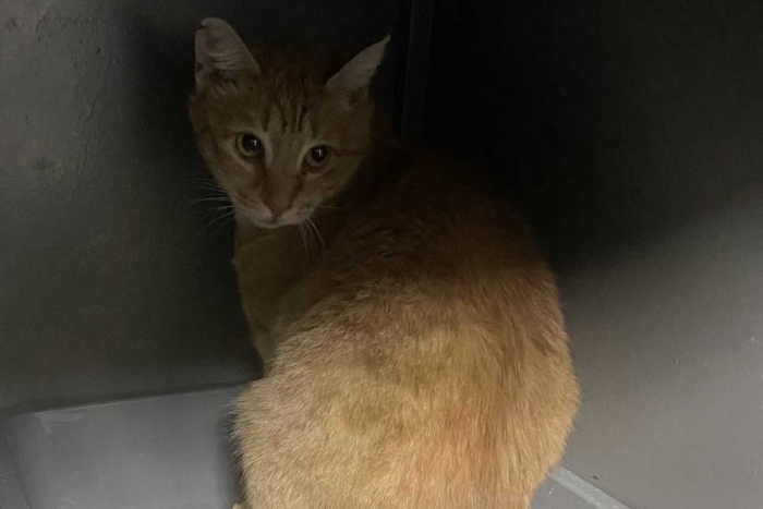 Айседора (1568-25к)