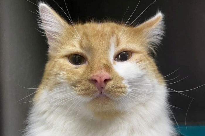 Барсик (1610-26к)