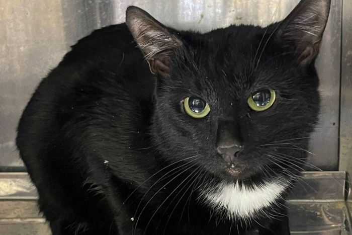 Барсук (1626з-25к)