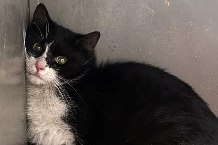 Бастинда (1611-26к)