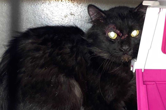 Бегемот (1602-26к)