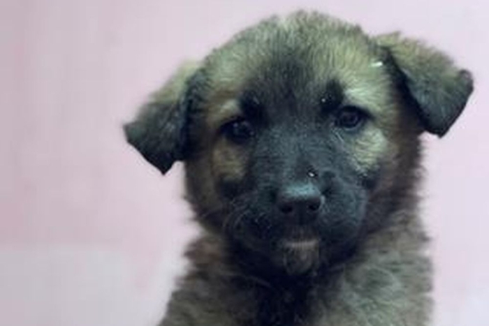 Бегония ( 2260з-26с)