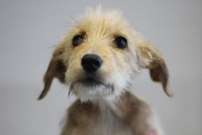 Безе (2235з-26с)