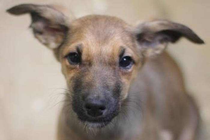 Бри (2236з-26с)