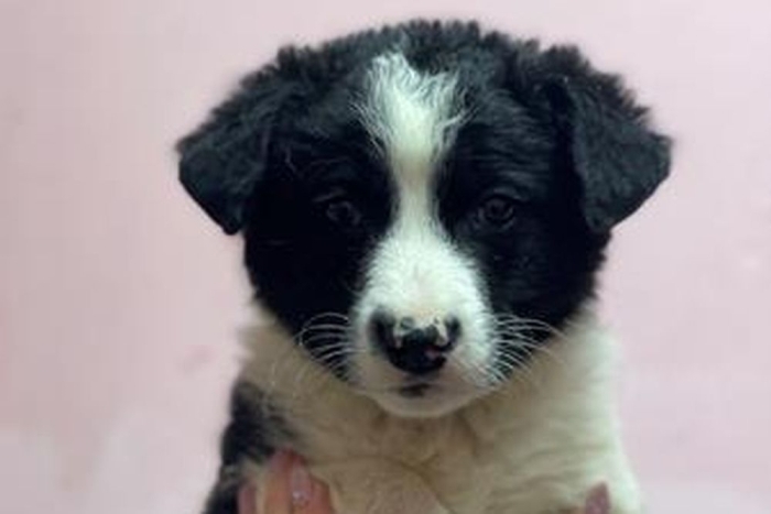 Бриза (2262з-26с)