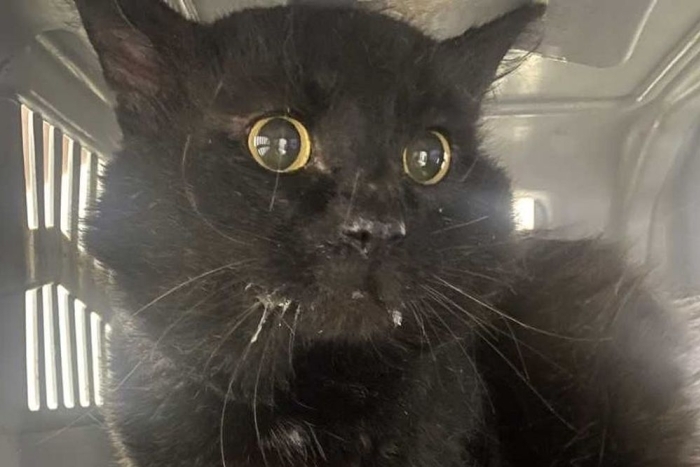 Буран (1565-25к)