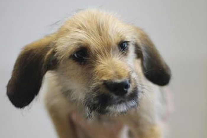 Чеддер (2238з-26с)