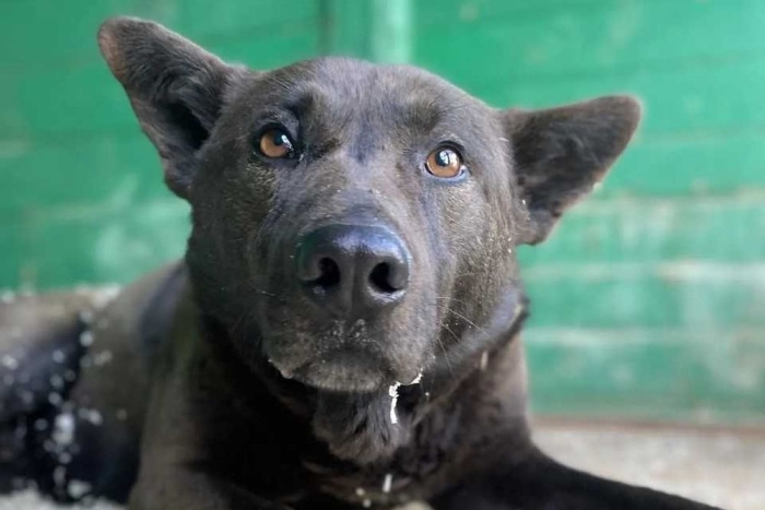 Чокко (1786-26)