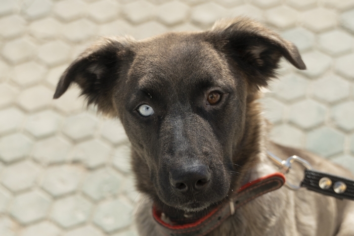 Прима (2074з-24)