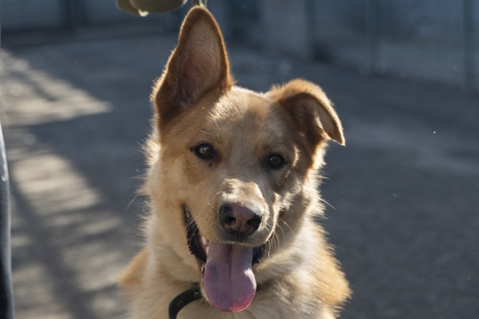 Лафет (2071з-24)