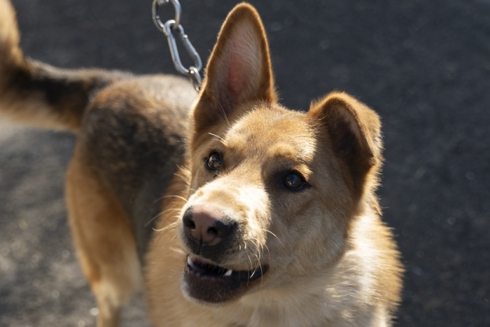 Лафет (2071з-24)