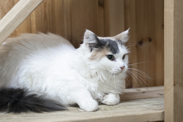 Хлоя (1561з-25к)