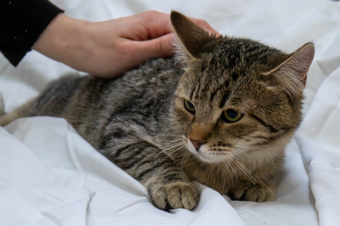 Густаф (1483з-25к)