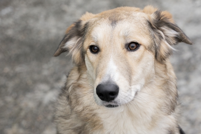 Мехико (2112з-25)