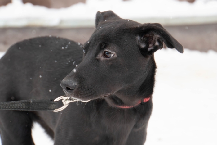 Триана (2212з-25с)