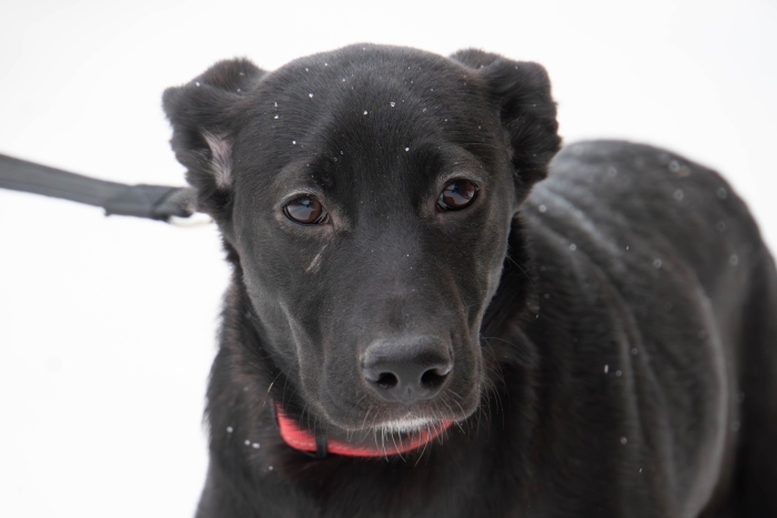 Триана (2212з-25с)