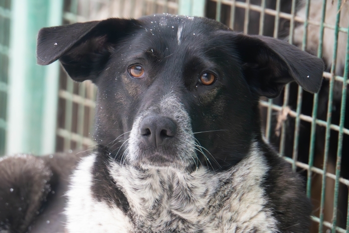 Сида (1971з-23)