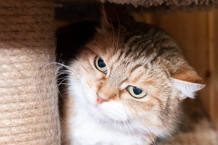 Каштанка (1300з-24к)