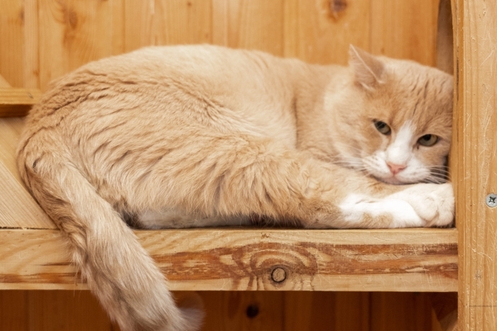 Сантос (1298з-24к)