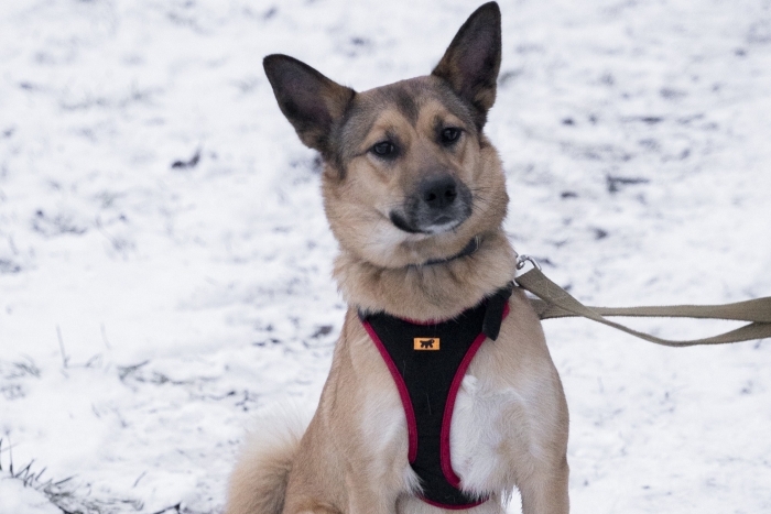 Эмбер (2204з-25с)