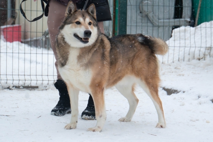 Бруно (2203з-25)