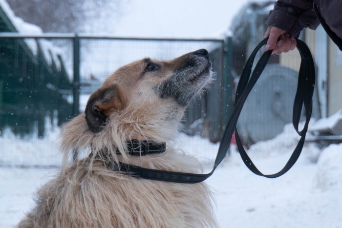 Бренди (985з-17)