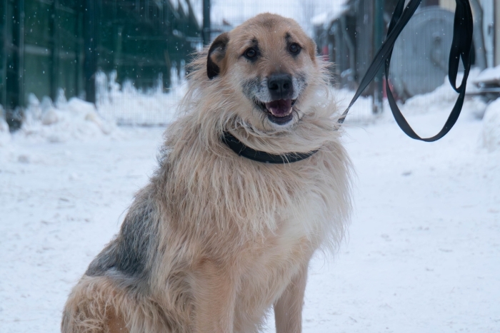 Бренди (985з-17)