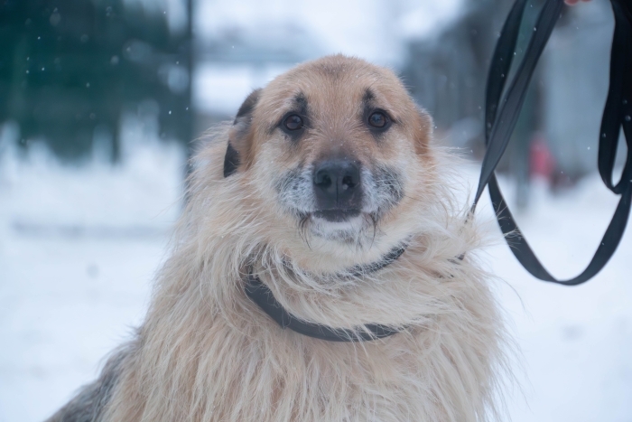 Бренди (985з-17)