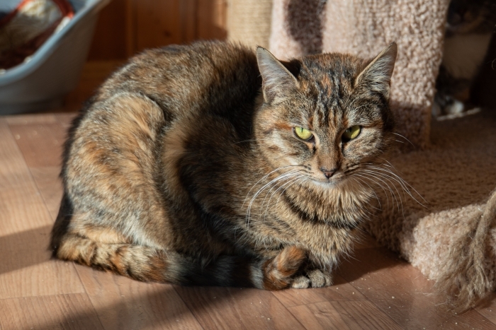 Ленка (1609з-25к)