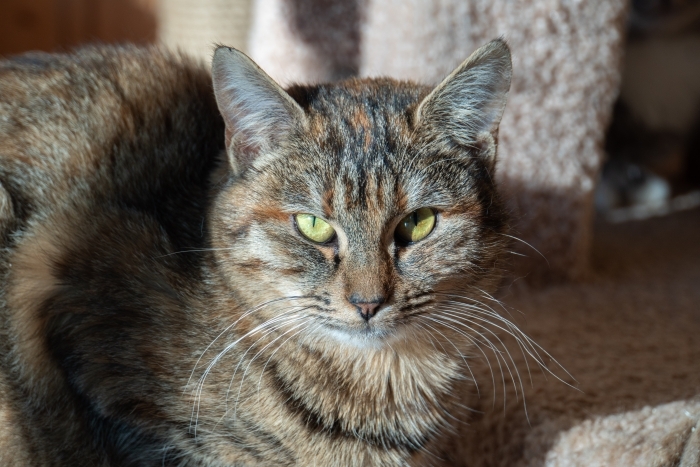 Ленка (1609з-25к)