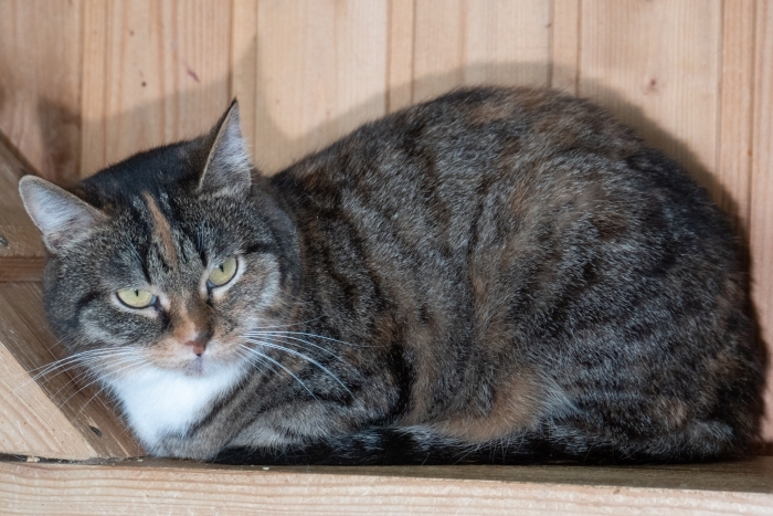 Мигрень (1394з-25к)