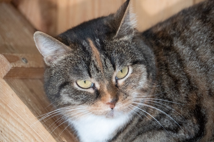 Мигрень (1394з-25к)