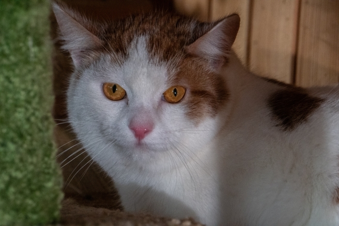 Лунтик (1618з-25к)