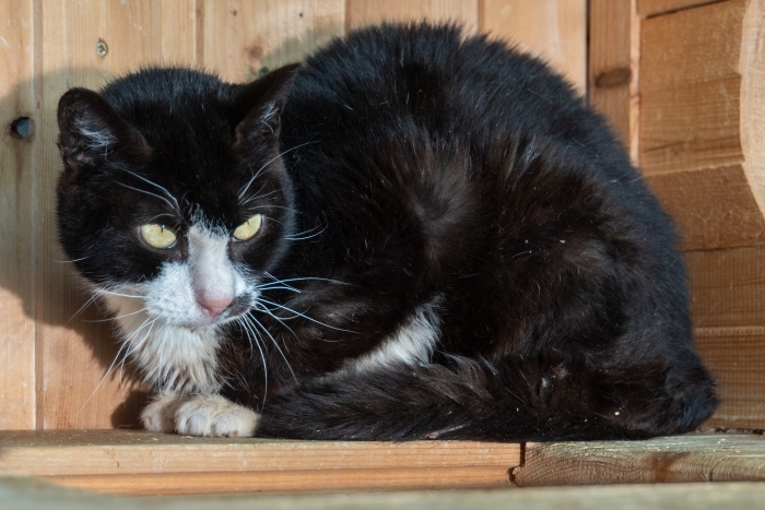 Кактус (1183з-24к)