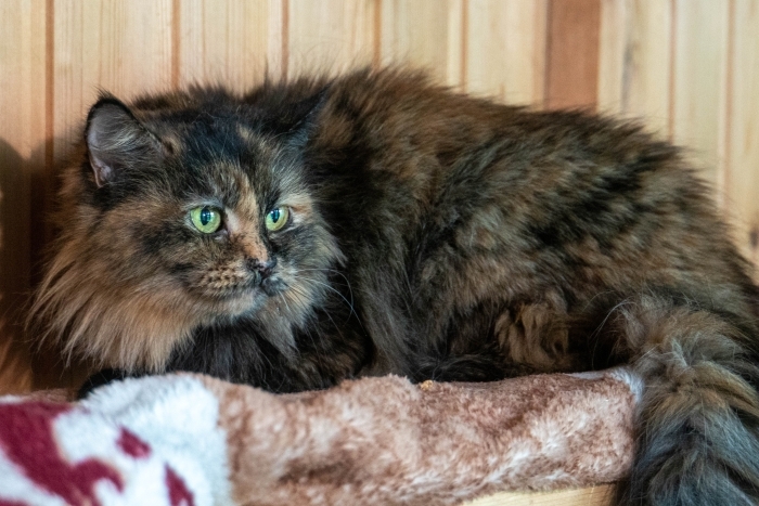 Норка (1642з-26к)