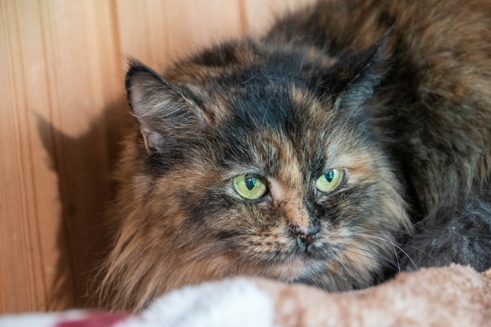 Норка (1642з-26к)