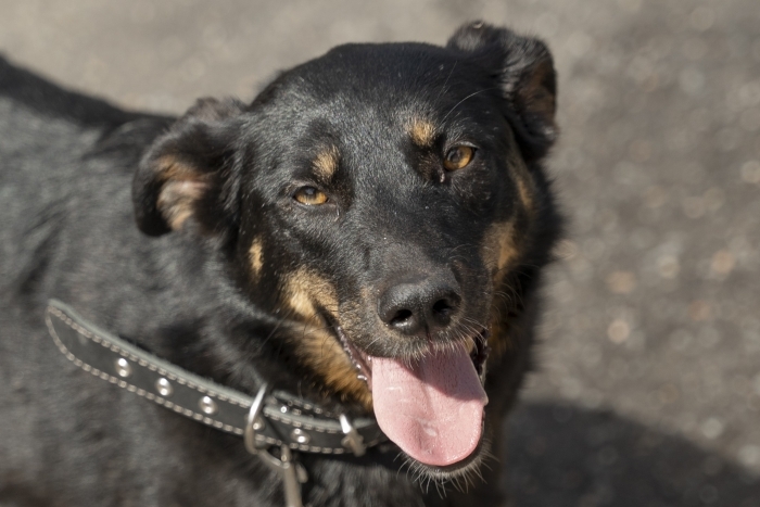 Маслина (2117з-25)